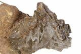 Jurassic Fossil Bivalve (Lopha & Ctenostreon) Cluster - Germany #383596-2
